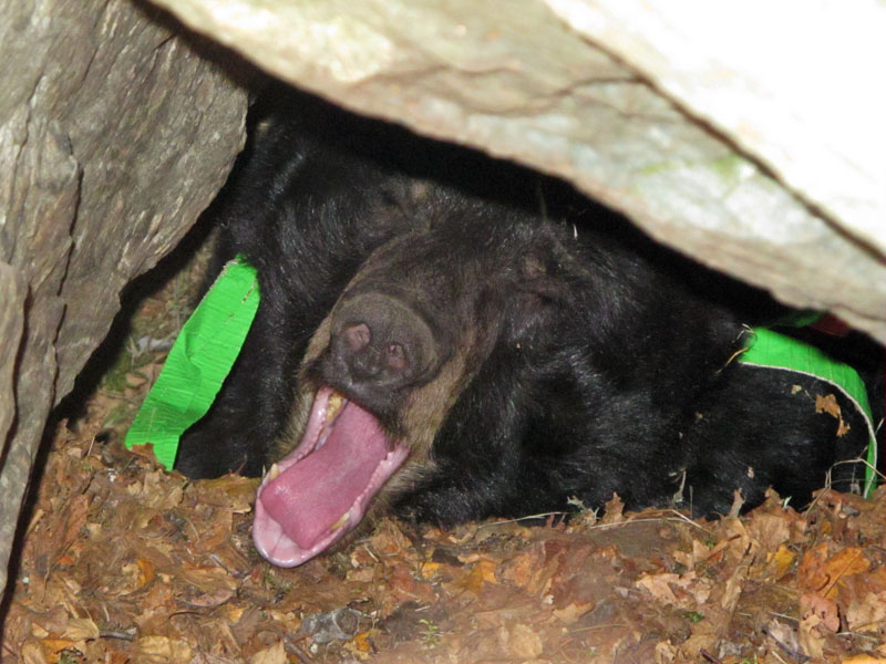 June yawns - Oct 10, 2012