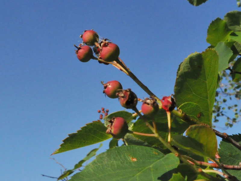 Juneberries (Amelanchier) - June 5, 2012