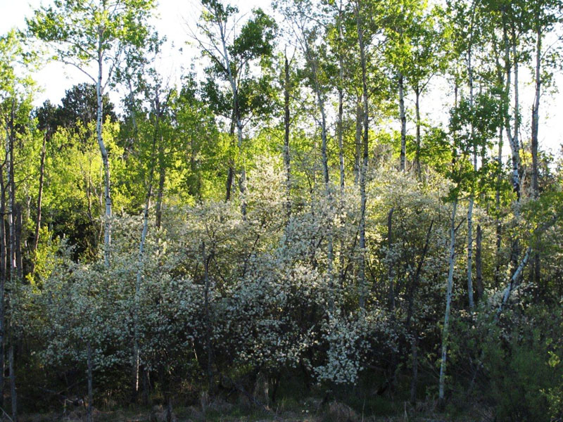 Juneberry_and_aspens_-_20110526