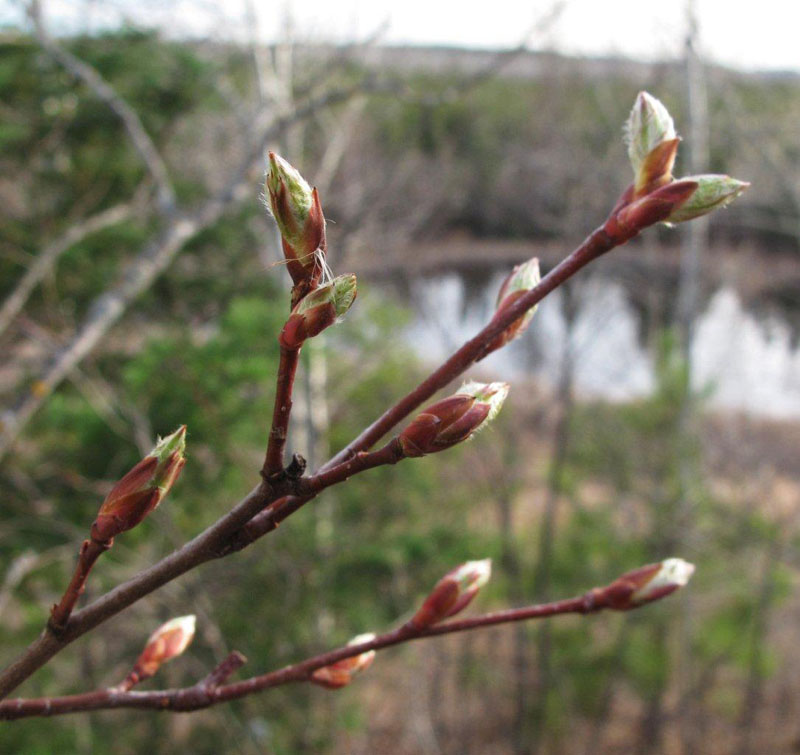 Juneberry buds bursting - March 21, 2012