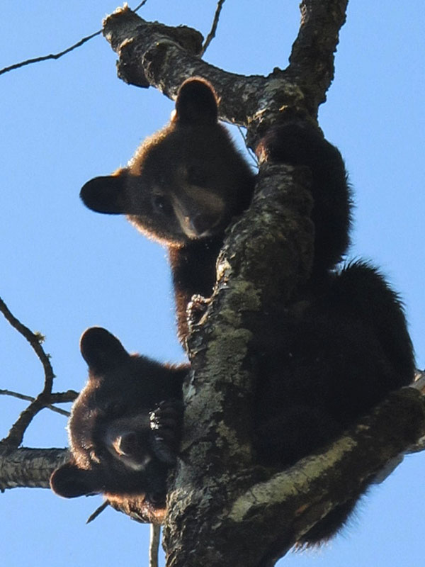 Junes_cubs_-_20110517