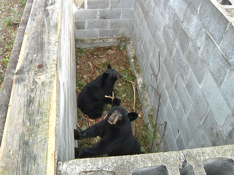 Junes_cubs_in_pit_-_20110903