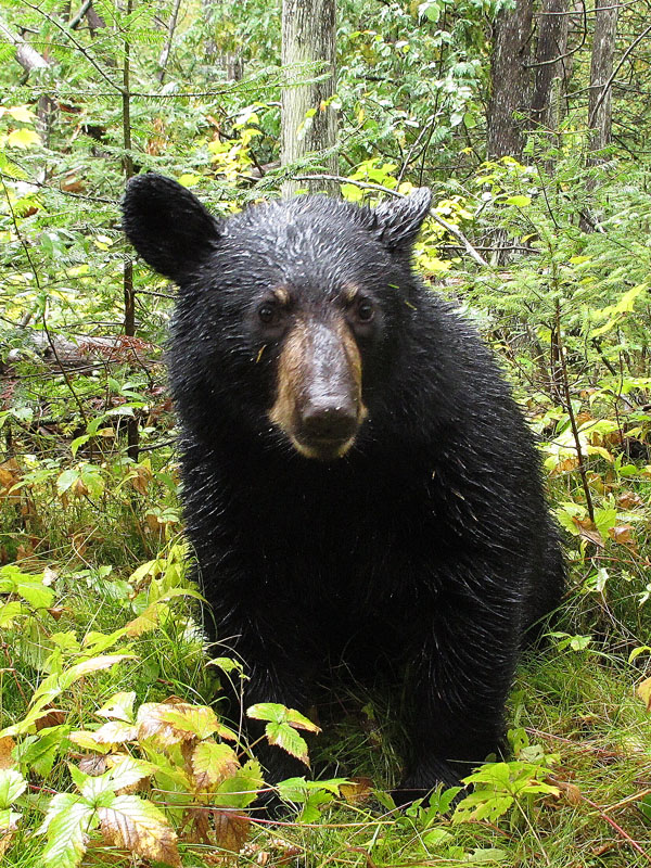 Junes female_cub_-_20110921
