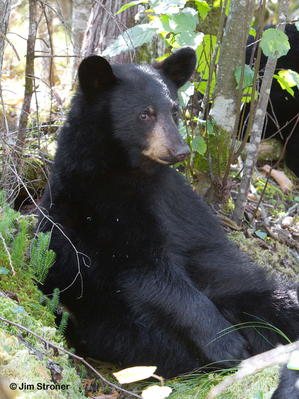 Junes female_cub_-_20111003