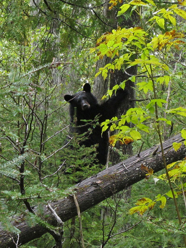 Junes male_cub_-_20110921