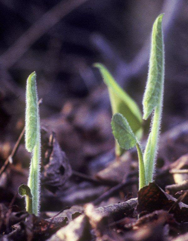 Large-leafed_aster_emerging_curled_5-80_cr_3
