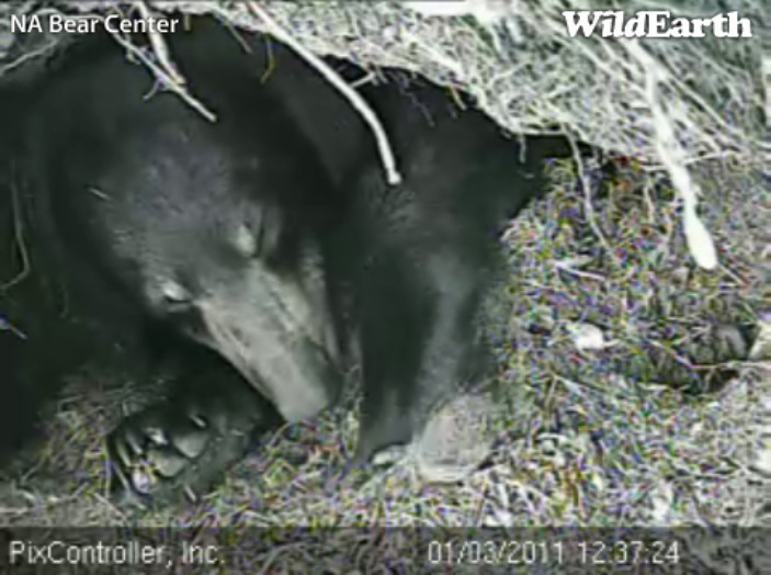 Lily_-_20110103_123724