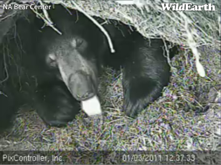 Lily_-_20110103_123733