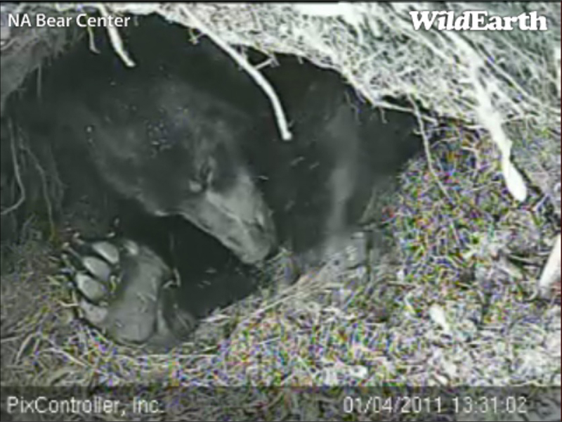 Lily_-_20110104_133102