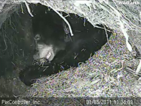 Lily_-_20110105_113409