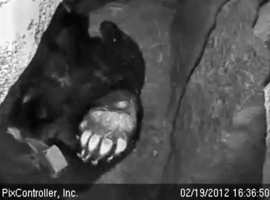 Lily leans back and stretches - Feb 19, 2012