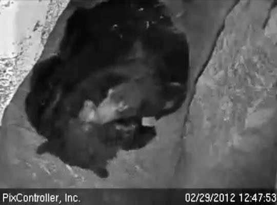 Lily starts by grooming Faith - Feb 29, 2012