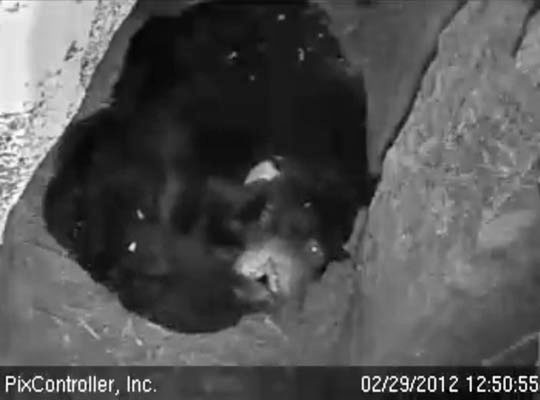 Grooming turns to play - Feb 29, 2012