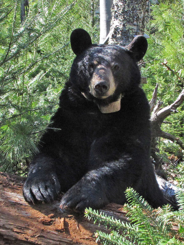 Lily - April 4, 2012