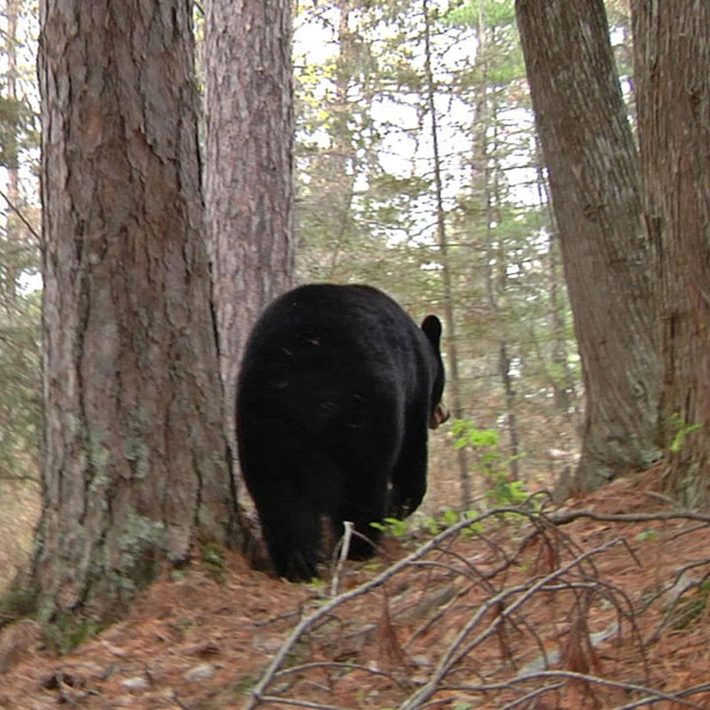 Lily on the move - May 7, 2012