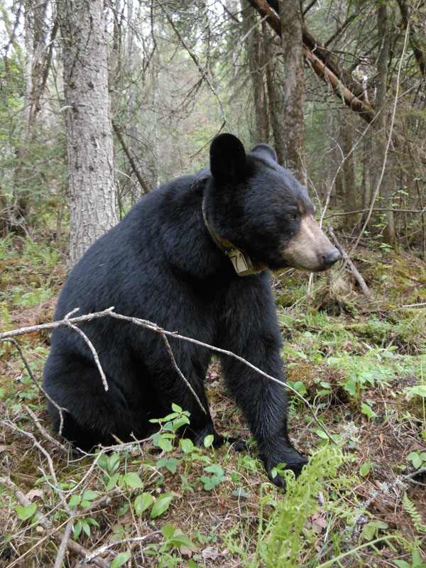 Lily alone - May 14, 2012