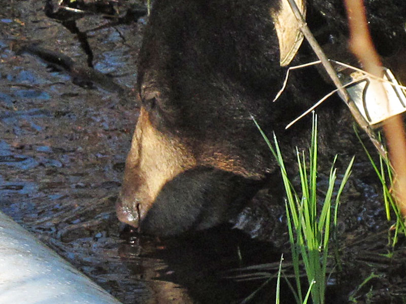 Lily stops for a drink - May 16, 2012