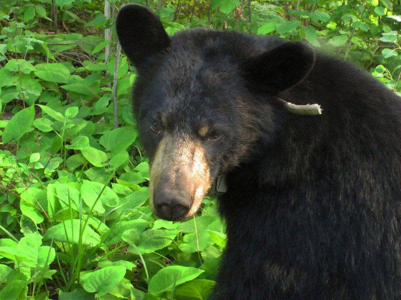 Lily looks up - June 12, 2012