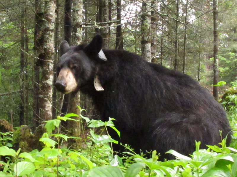 Lily - June 20, 2012