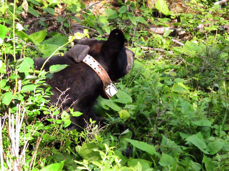 Lily looks away as we leave - June 27, 2012