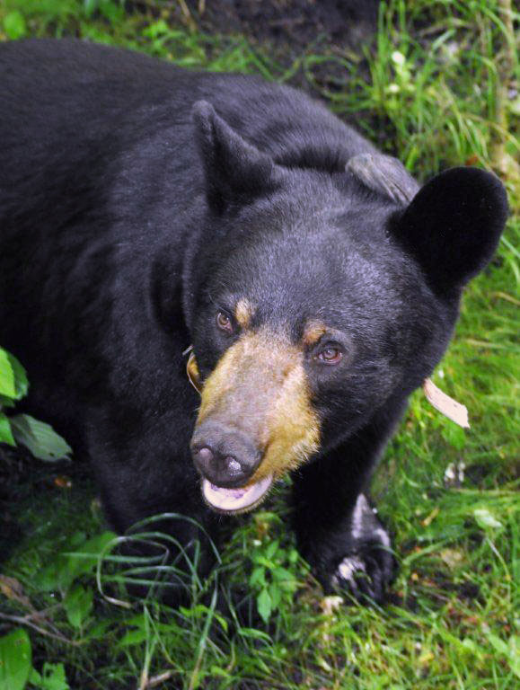 Lily's familiar face - July 23, 2012