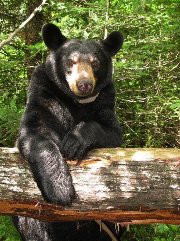 Lily - July 30, 2012