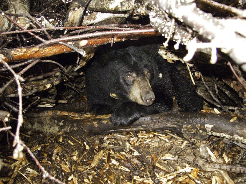 Lily in her den - Nov 11, 2012