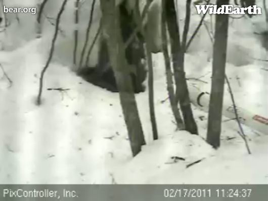 Lily_Den_-_20110217_112437