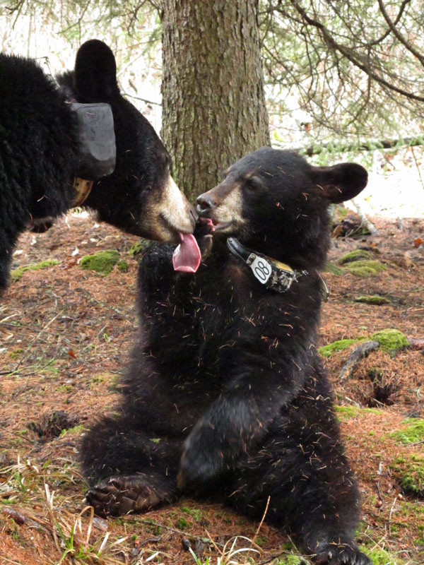 Lily helps Faith lick off condensed milk - April 22, 2012