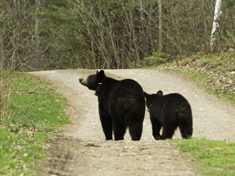 Lily sniffs the air while Faith follows - May 6, 2012