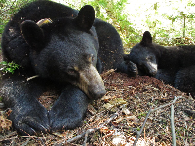 Lily and Faith rest - April 4, 2012