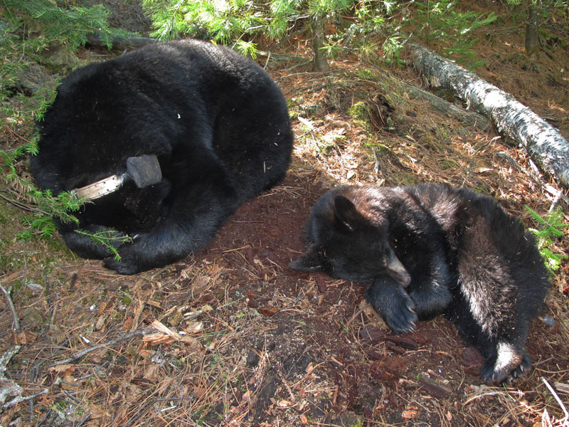 Lily sleeps in hibernating position - April 4, 2012