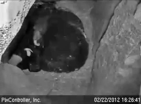 Faith yawns with a long tongue - Feb 22, 2012