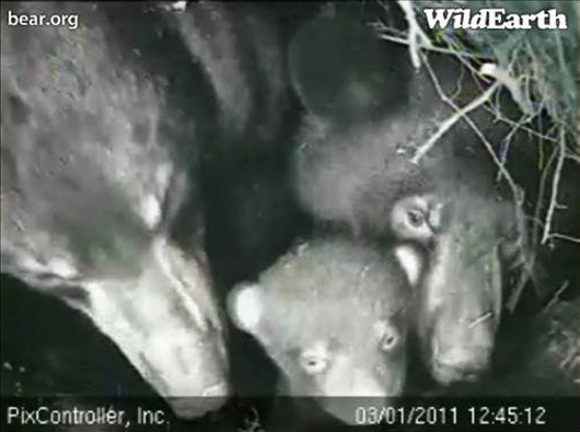 Lily_Hope_and_Faith_-_20110301_124512