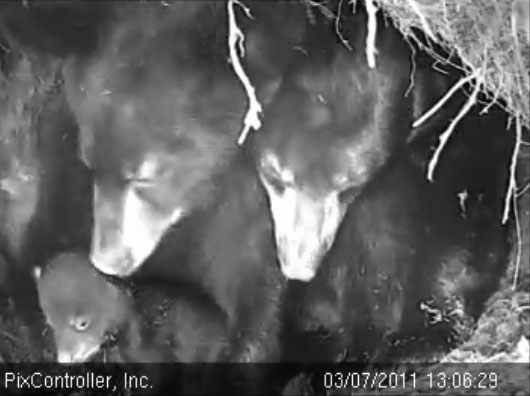 Lily_Hope_and_Faith_-_20110307_130629