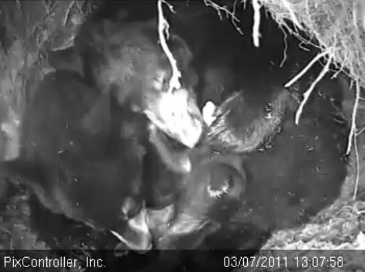 Lily_Hope_and_Faith_-_20110307_130758