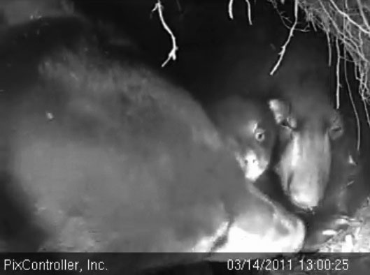 Lily_Hope_and_Faith_-_20110314_130025