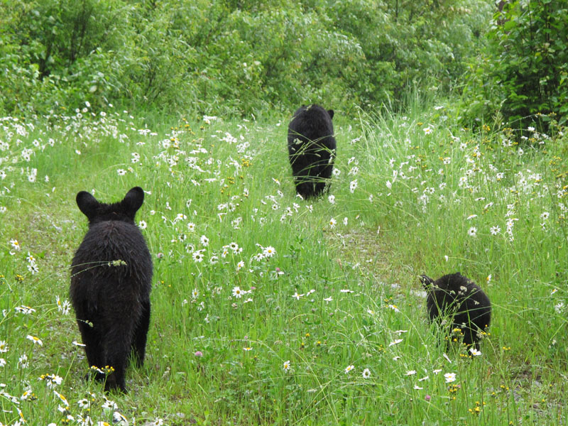 Lily_Hope_and_Faith_-_20110623