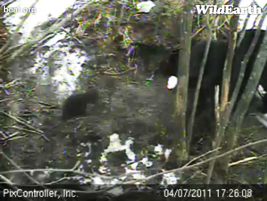 Lily_Hope_and_Faith_at_den_-_20110407_172608