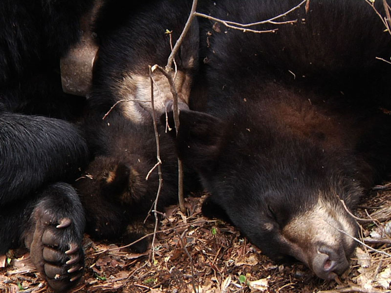 Lily_Hope_and_Faith_sleeping_-_20110514