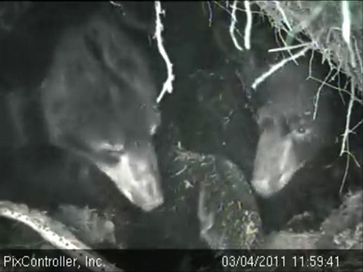 Lily_Hope_and_collar_-_20110304_115941