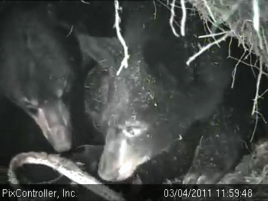 Lily_Hope_and_collar_-_20110304_115948