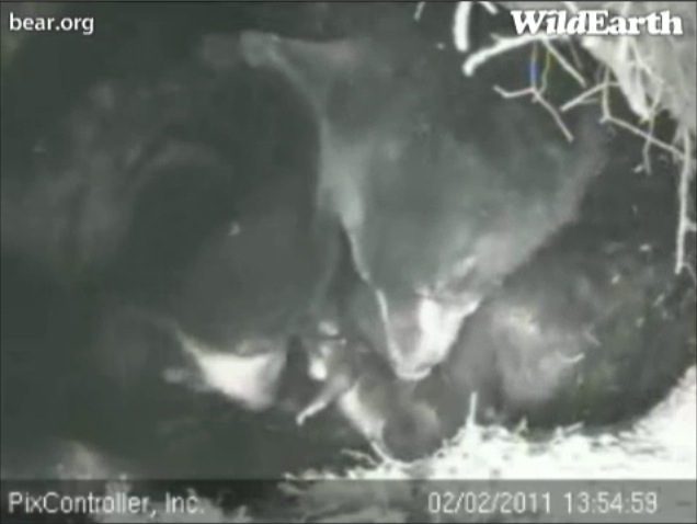 Lily_Hope_and_cub_-_20110202_135459