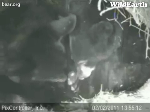 Lily_Hope_and_cub_-_20110202_135512