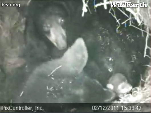 Lily_Hope_and_cub_-_20110212_153947