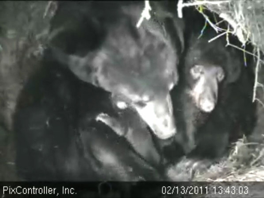 Lily_Hope_and_cub_-_20110213_134303