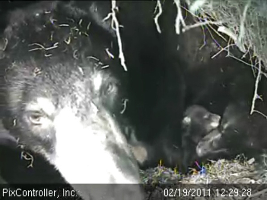 Lily_Hope_and_cub_-_20110219_122928