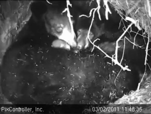 Lily_Hope_and_cub_-_20110302_114836