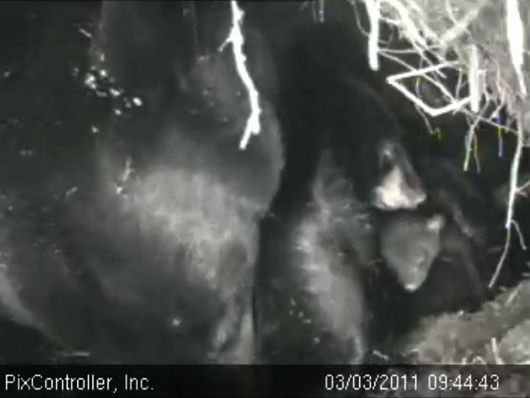 Lily_Hope_and_cub_-_20110303_094443