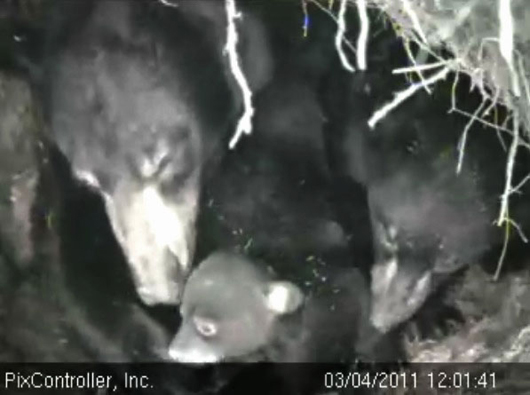 Lily_Hope_and_cub_-_20110304_120141